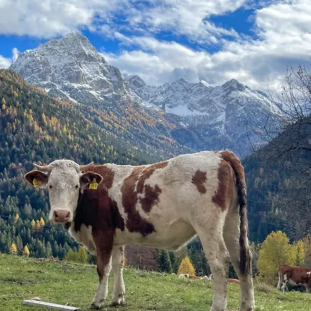 Lejlighed Alpina Campiglio Madonna